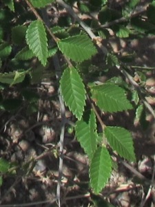 Ulmus pumila